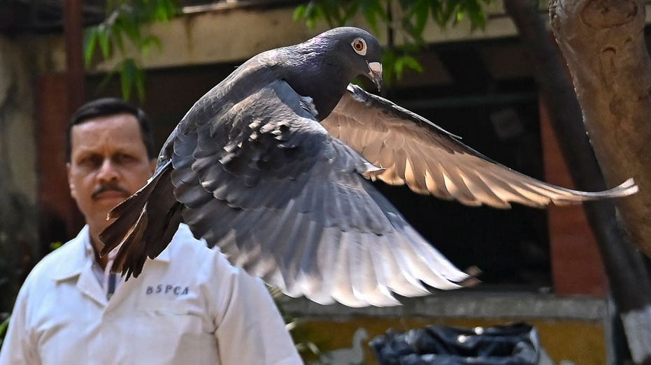 India law enforcement clear suspected Chinese spy pigeon