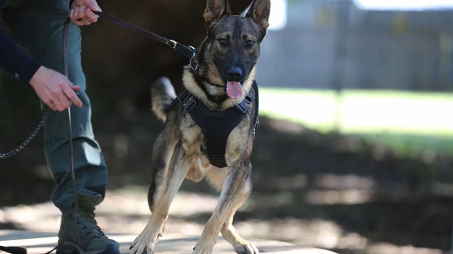 Florida K-9 dies after being shot while protecting deputies from ‘armed criminal’: sheriff