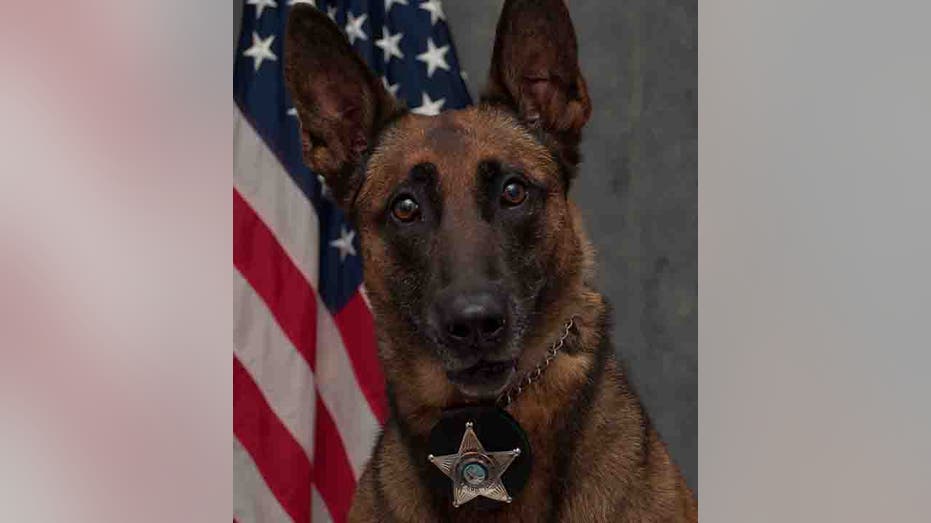 Illinois police K-9 fatally shot while chasing fleeing suspect
