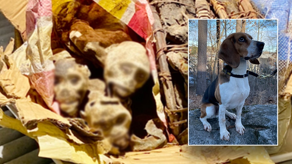 Border protection K-9 sniffs out mummified monkey remains at Boston airport, suspect arrested: officials