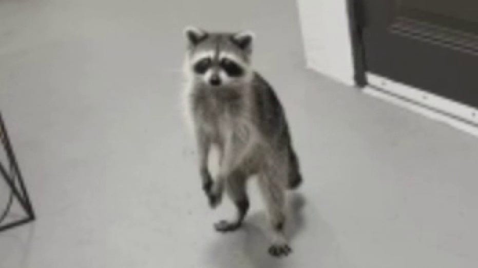 Raccoons swipe Florida woman's DoorDash taco order from her porch