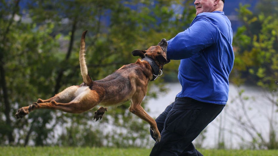 6 US states consider harsher penalties for harming police K9 dogs