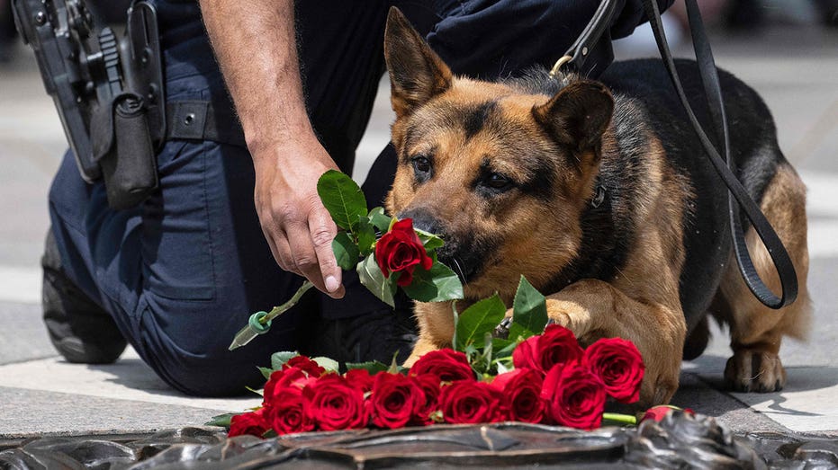 Kansas lawmakers consider increasing penalties for harming police dogs