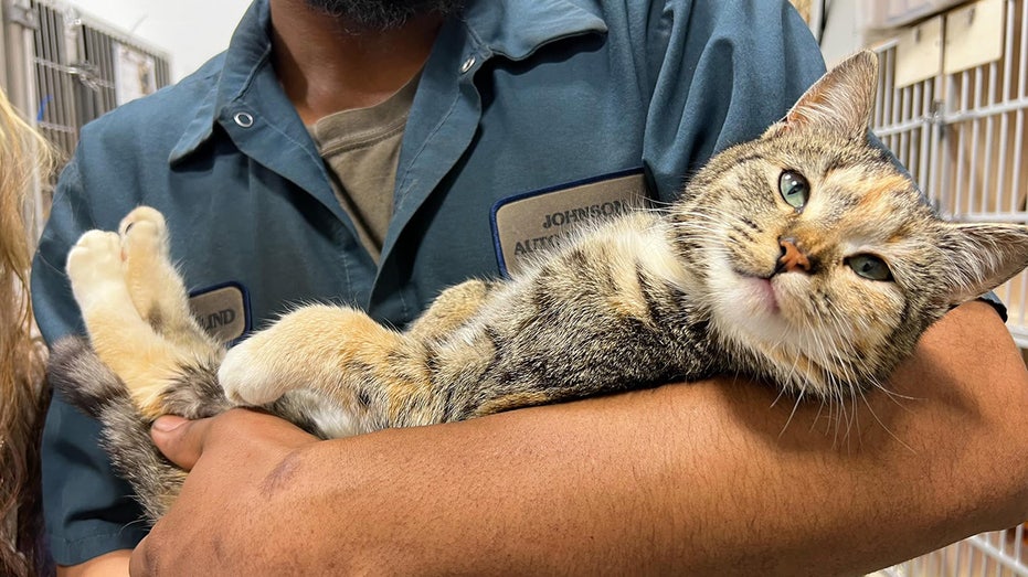 North Carolina cat named Lily rescued from junkyard moments before car crushing: 'Soft purrs'