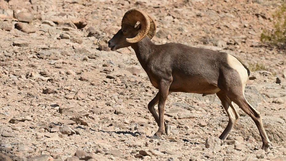 Arizona wildlife officials investigate illegal killing of a desert bighorn sheep; $6500 reward offered