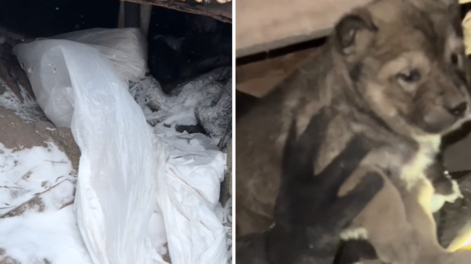 Puppies found in freezing cold under abandoned house are rescued by good Samaritans