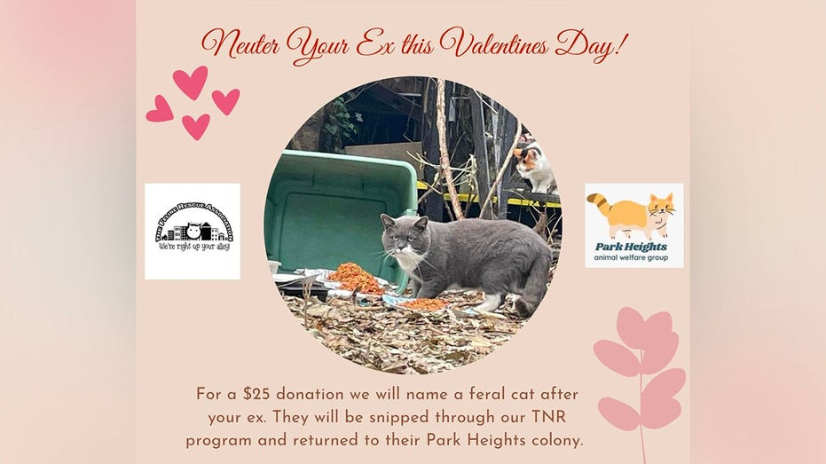 Maryland cat rescue launches 'neuter your ex' fundraiser for Valentine's Day