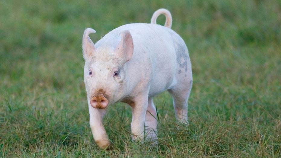 Baby pig thrown like football at Mardi Gras rescued, adopted, 'pardoned' in Baton Rouge