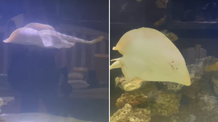 Charlotte the ‘pregnant’ stingray has died, North Carolina aquarium says