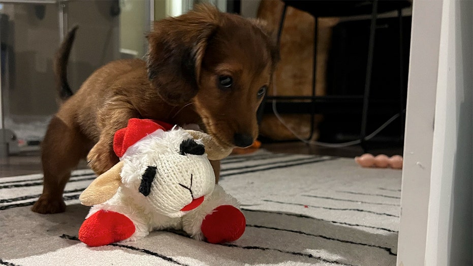 Reddit user is in the doghouse after giving his niece a pet's toy