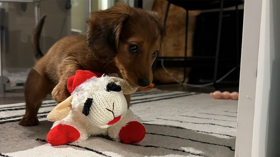 Reddit user is in the doghouse after giving his niece a pet's toy