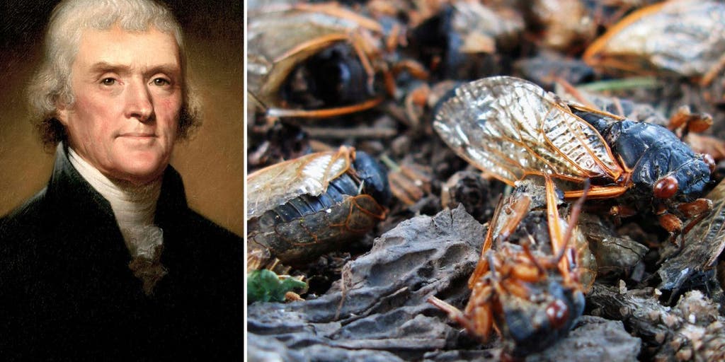 Trillions of cicadas expected to swarm the US next month - Vimarsana News