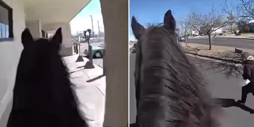 WATCH: Police officer chases suspected shoplifter on horseback - Vimarsana News