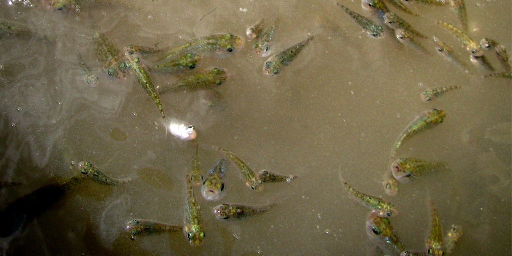 Endangered desert pupfish hinders Colorado River water conservation plan - Vimarsana News