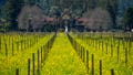 A vineyard field is filled with mustard at Inglenook winery in Rutherford, California, on Wednesday, Feb. 28.