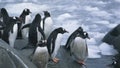 There are about 1,800 Gentoo penguins living near Port Lockroy, on Goudier Island, Antarctica.
