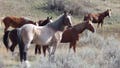 Wild horses stand in a group along a hiking trail in Theodore Roosevelt National Park, Oct. 21, 2023, near Medora, N.D. Legislation recently passed by Congress aims to keep wild horses in North Dakota's Theodore Roosevelt National Park, offering welcome support for advocates of the beloved creatures who fear their removal from the rugged landscape would otherwise be imminent.