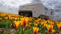 Theo the robot works weekdays, weekends and nights and never complains about a sore spine despite performing hour upon hour of what for a regular farmworker would be backbreaking work checking Dutch tulip fields for sick flowers in Noordwijkerhout, Netherlands, Tuesday, March 19, 2024. The boxy robot, named after a former employee at the WAM Pennings flower farm near the Dutch North Sea coast, is a new high-tech weapon in the battle to root out disease from the bulb fields as they erupt into a riot of springtime color.