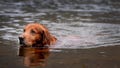 KENMORE, SCOTLAND - JANUARY 15:  Ben the dog waits in the freezing River Tay for his master Alan Beatham to cast off during the Traditional opening of the Tay Salmon Season on the River Tay on January 15, 2014 in Kenmore Scotland. Today marks the start of the 2014 salmon season, the River Tay is famous for its salmon fishing and the traditional opening has been taking place since 1947.  (Photo by Mark Runnacles/Getty Images)