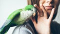 Close-up of friendly and cute Monk Parakeet. Green Quaker parrot is sitting on a woman's shoulder. Woman is petting parrot.