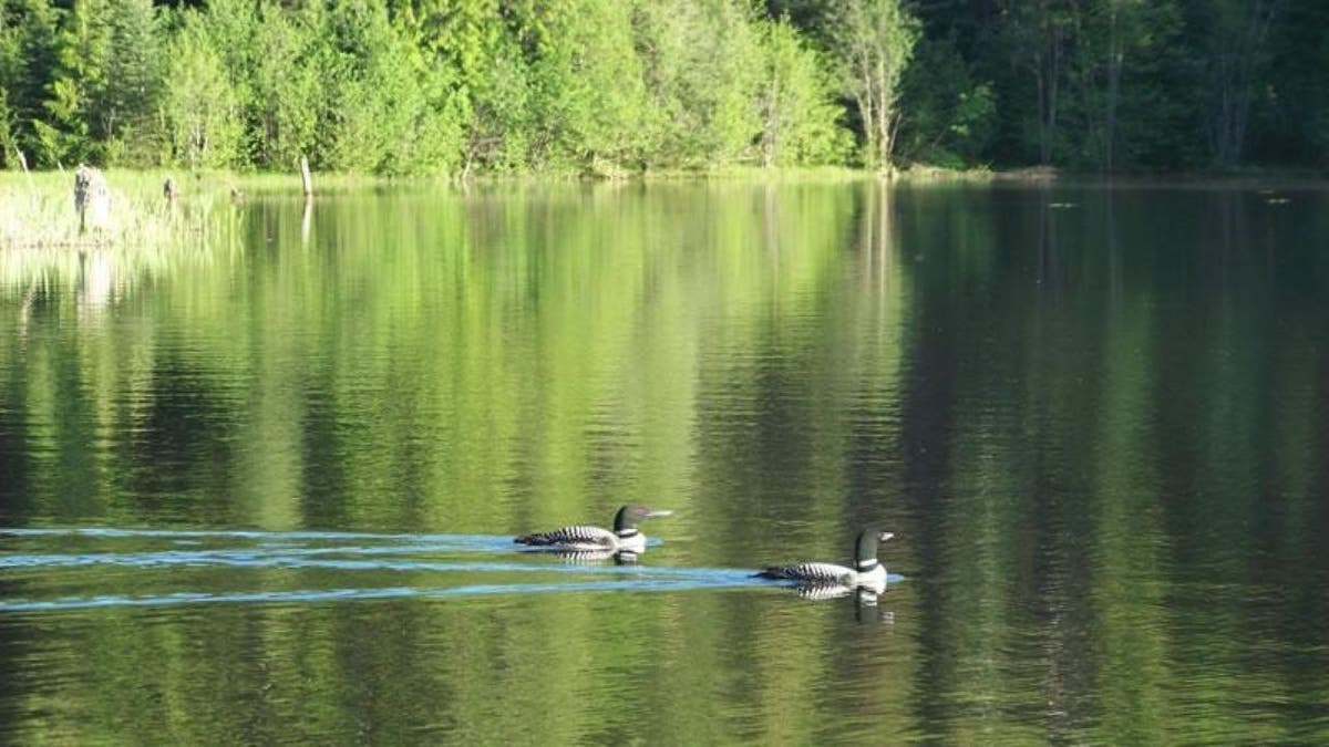 Ducks swimming in pod