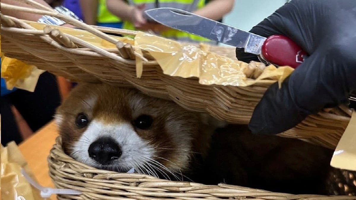 Red panda found inside suspected smugglers’ luggage at Thailand airport