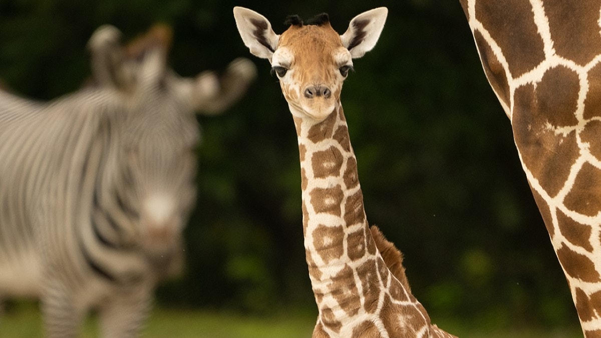 Close-up of baby giraffe