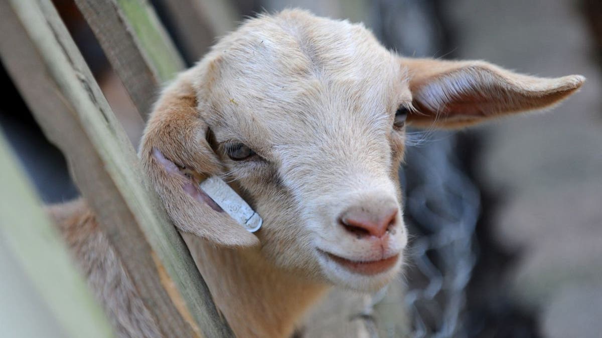 A baby goat sticks his head through a fence