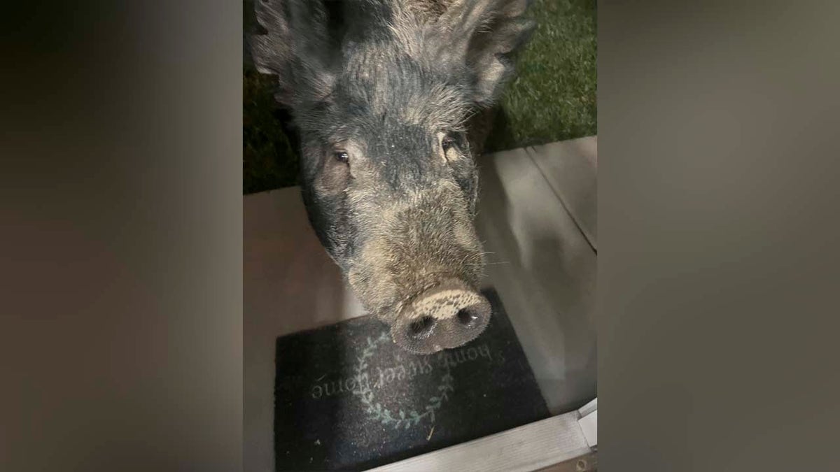 Pig looking at house