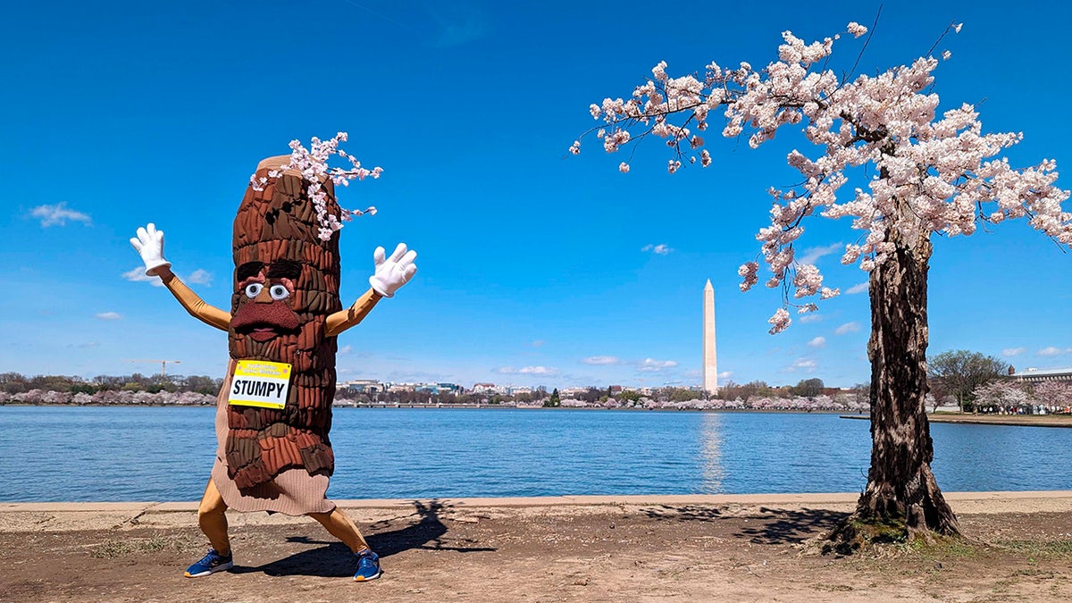 Stumpy the mascot next to a short cherry tree nicknamed Stumpy