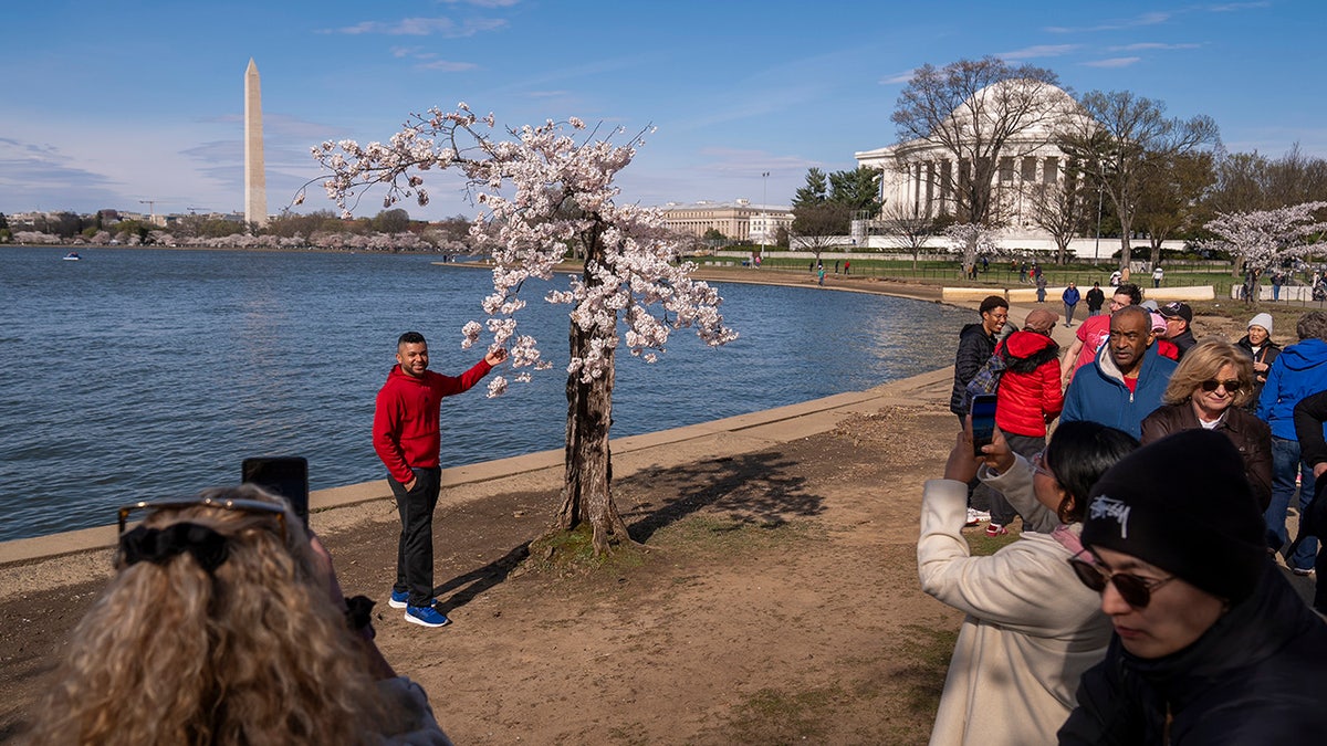 man posing next to very short tree