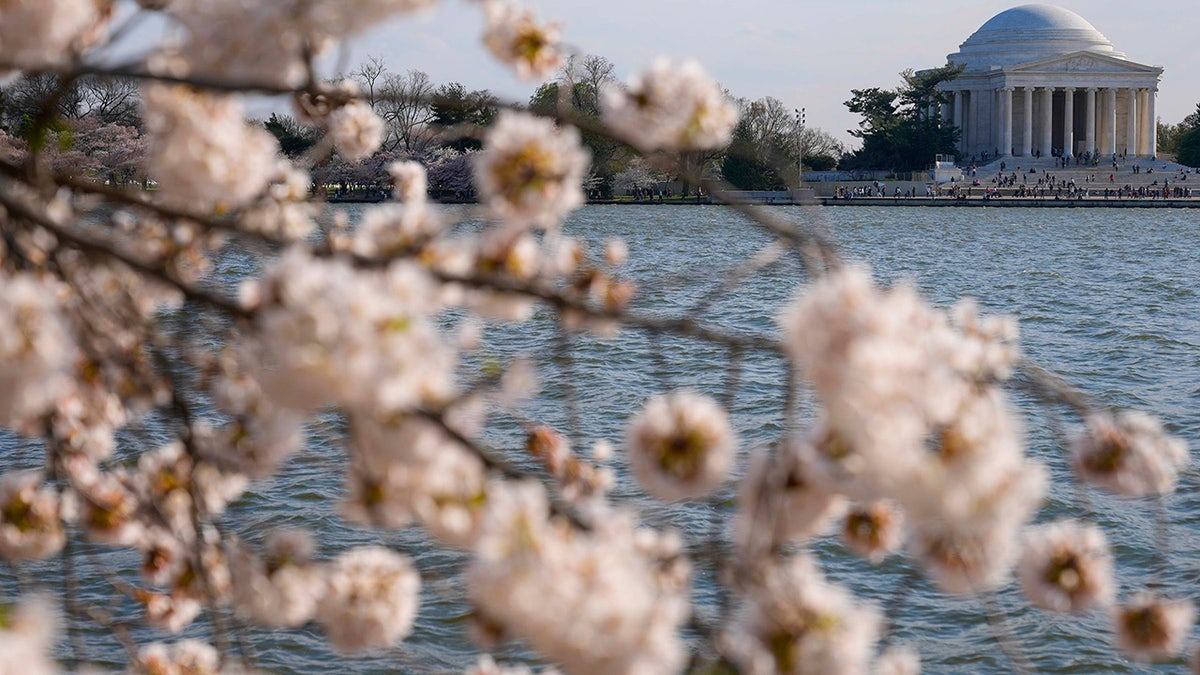 Cherry blossoms blooming