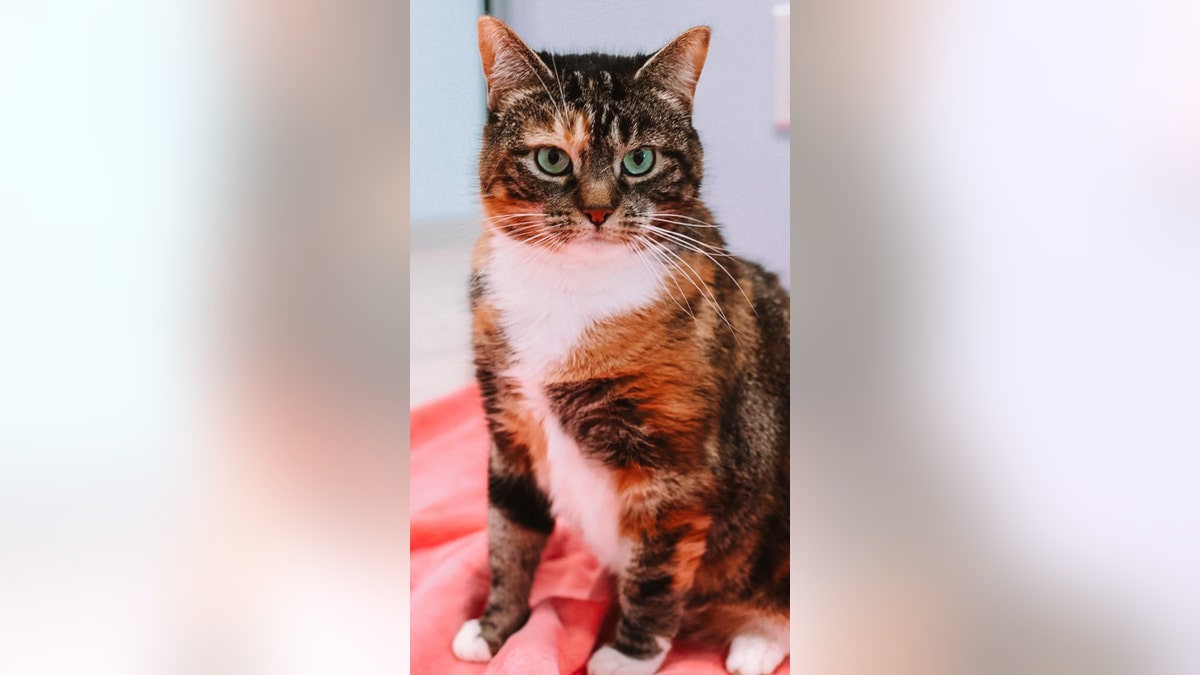 Crystal the cat