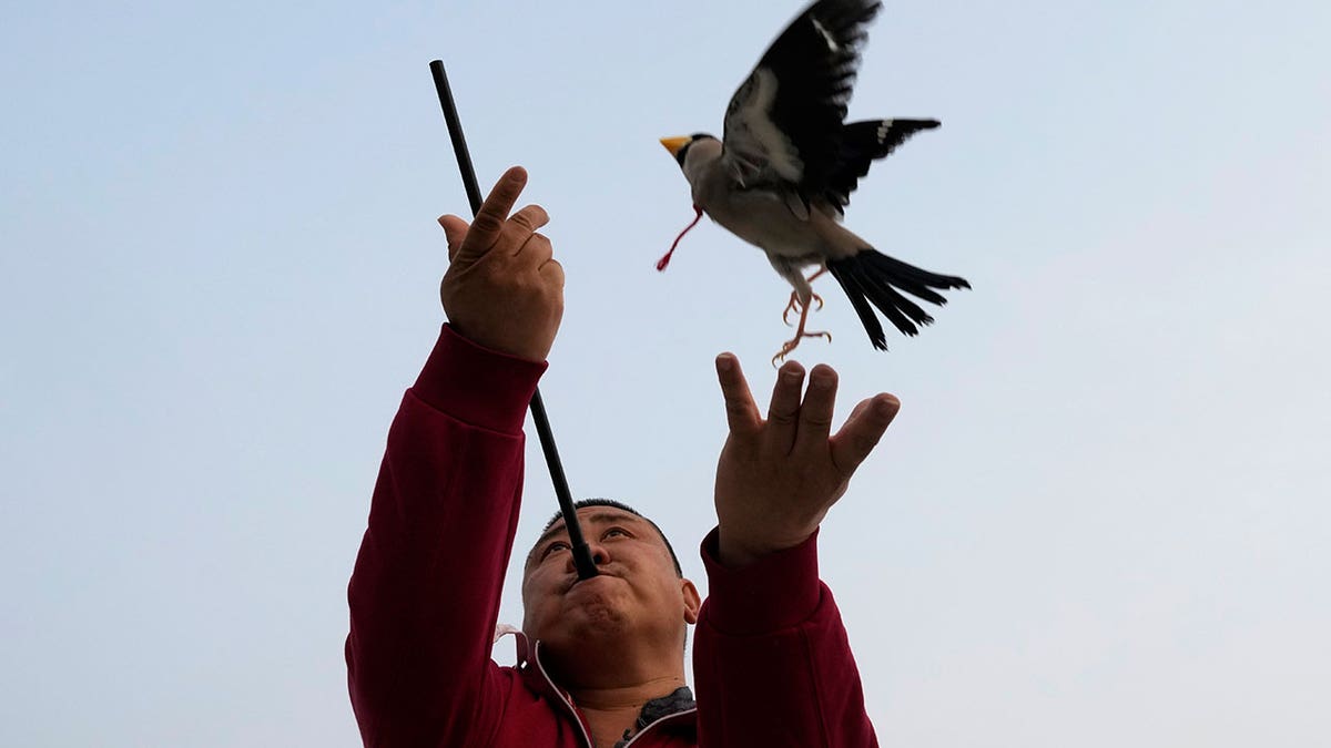 Man throws bird