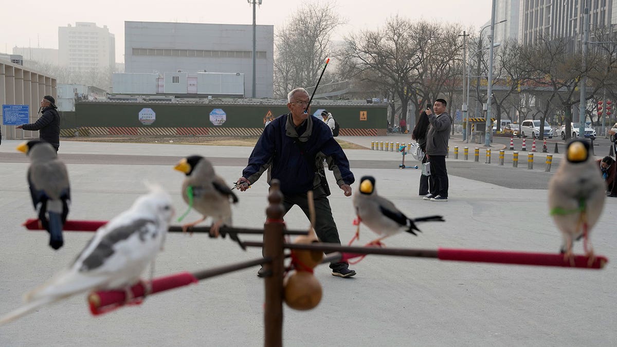 Bejing birds