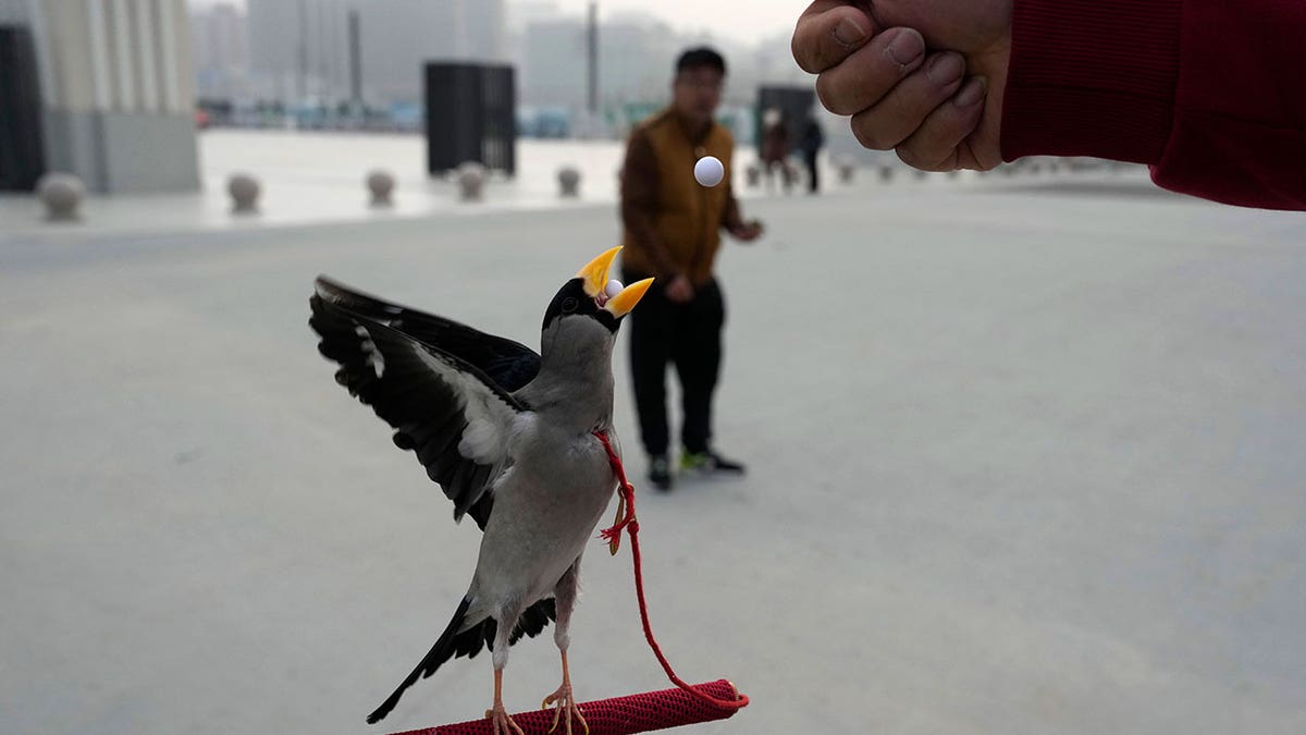 Bird catches beads