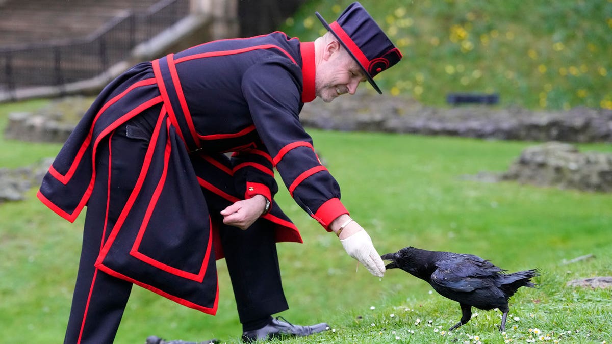 Barney Chandler, newly appointed ravenmaster feeds one of the ravens at The Tower of London