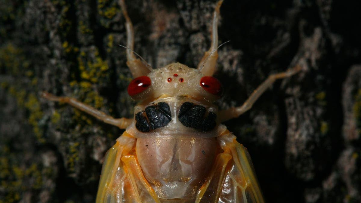 Brood xix cicada