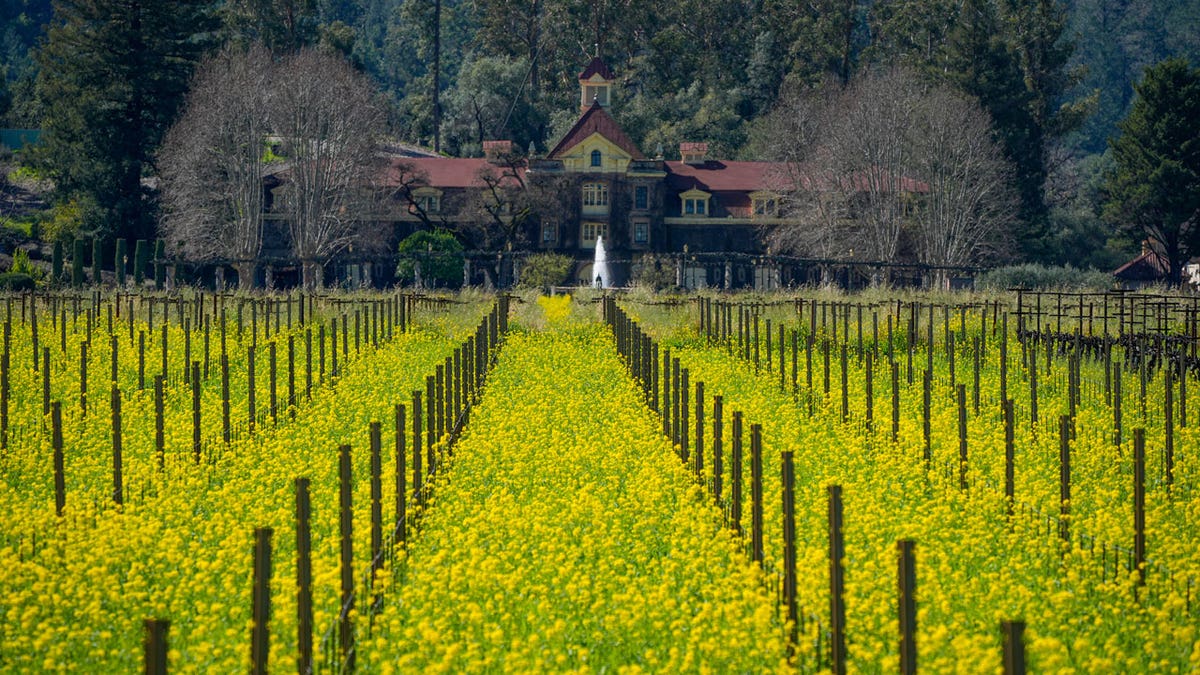 California Wine Country Mustard Field
