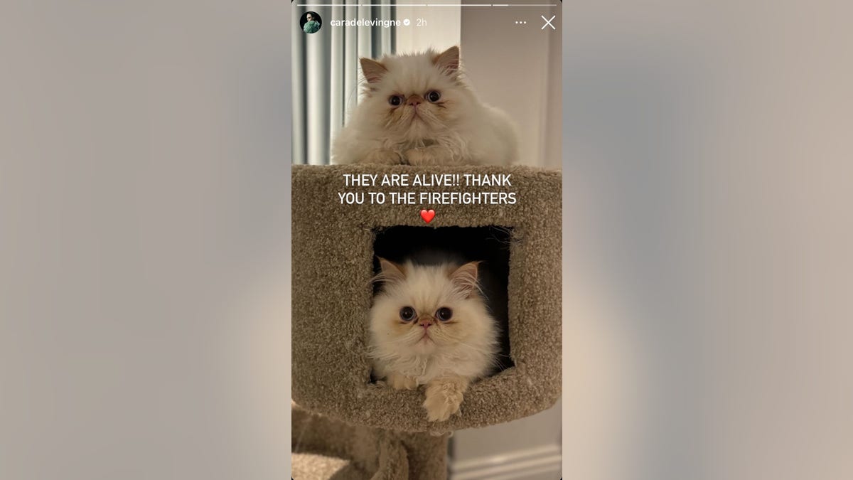 Cara Delevingne's cats in a cat tree with text that reads, "They are alive!! Thank you to the firefighters."