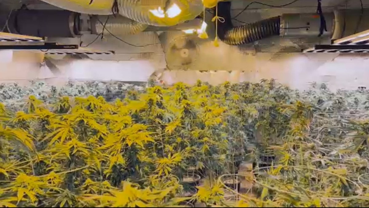Rows of marijuana plants.