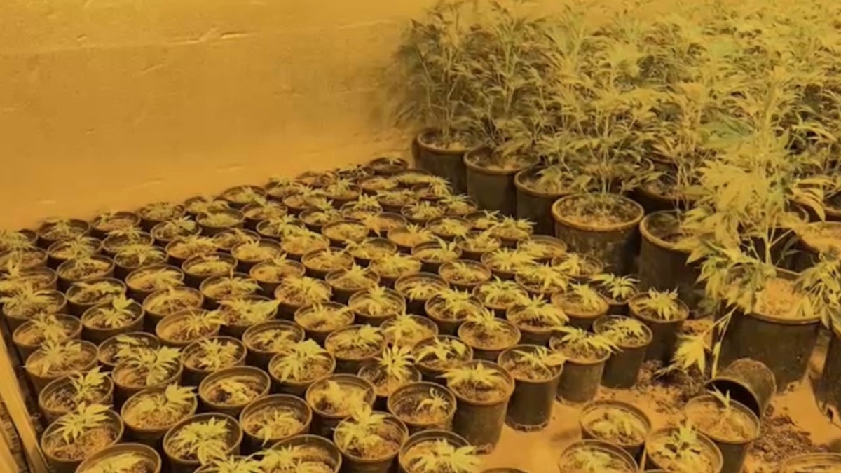 Pots of marijuana plants.
