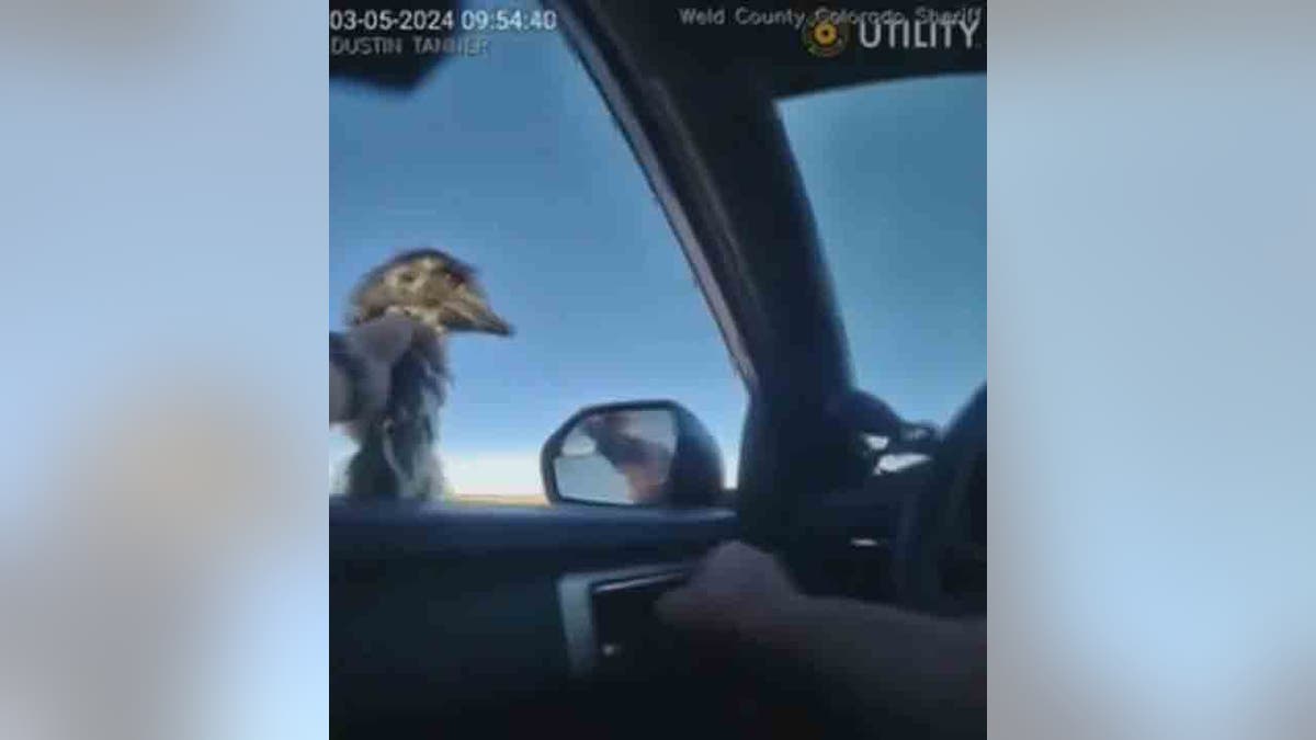 Deputy grabs Buddy the emu