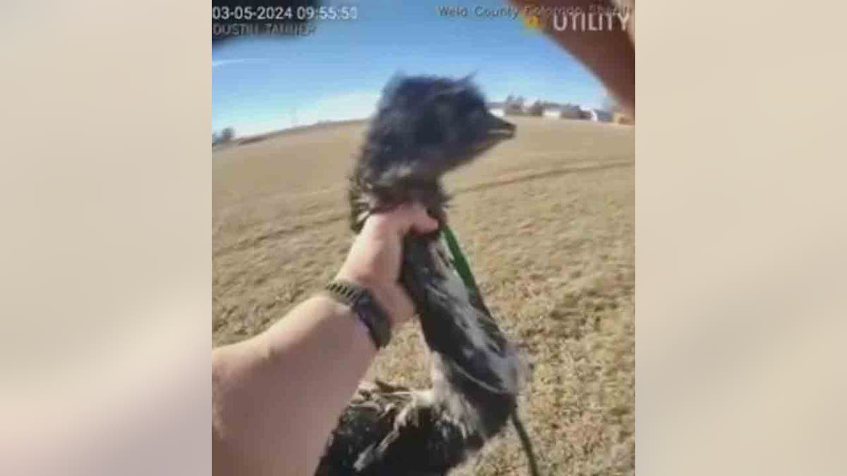 deputy holding onto Buddy the emu