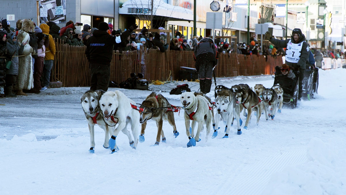Iditarod musher penalized for improperly gutting moose after killing