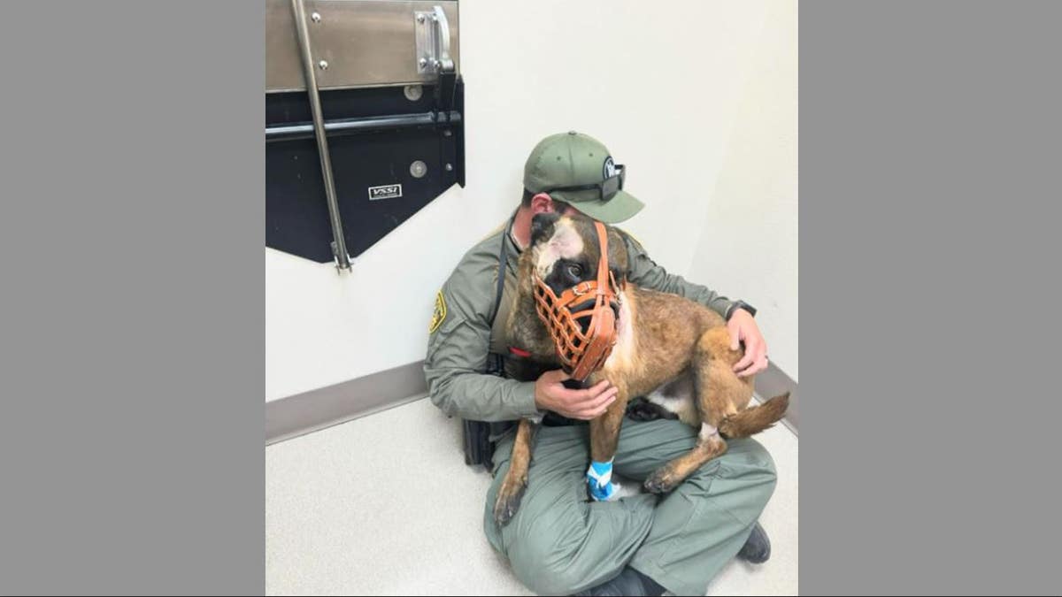Enzo being held by an officer after surgery