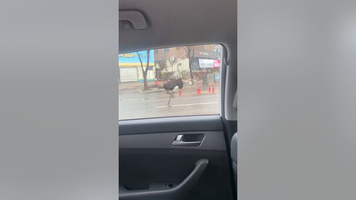 Ostrich runs through traffic in South Korea after escaping zoo ostrich running in traffic
