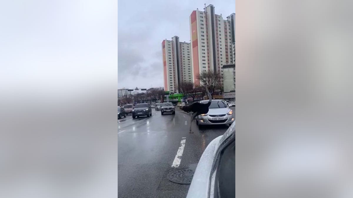 Ostrich runs through traffic in South Korea after escaping zoo ostrich running in traffic
