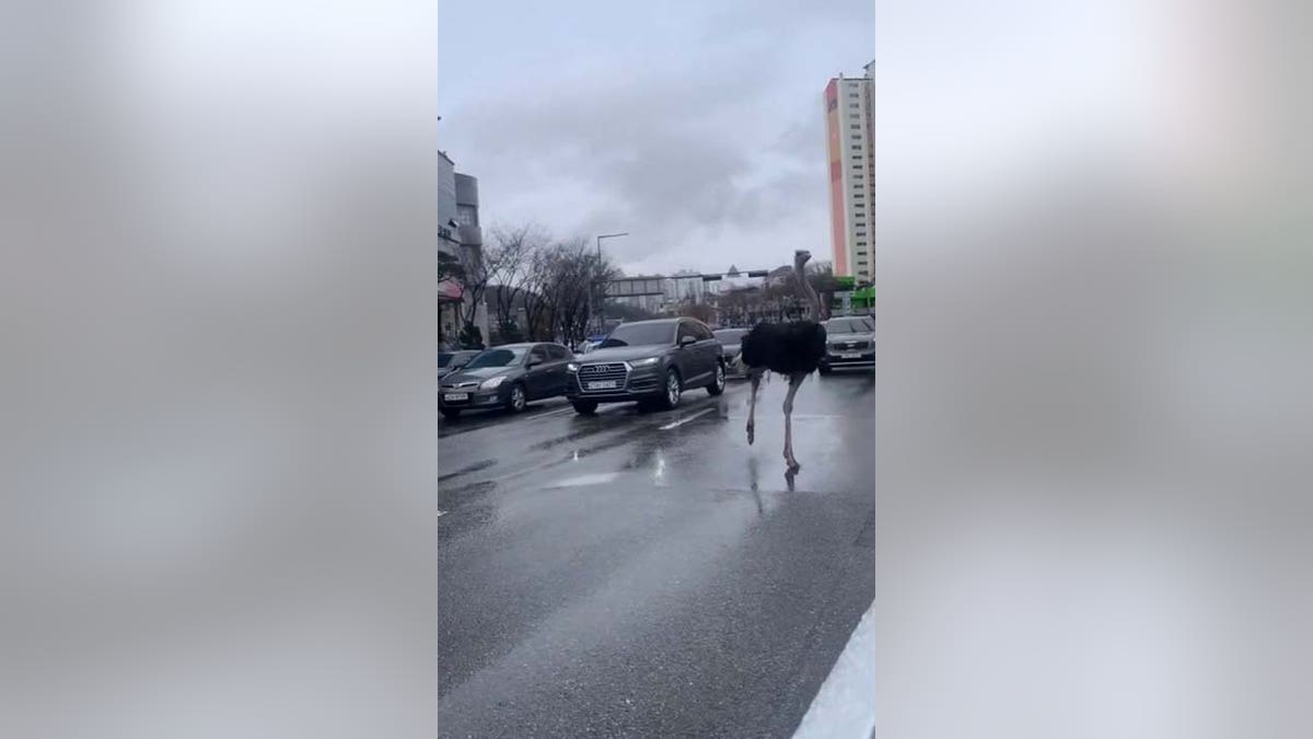 ostrich running in traffic