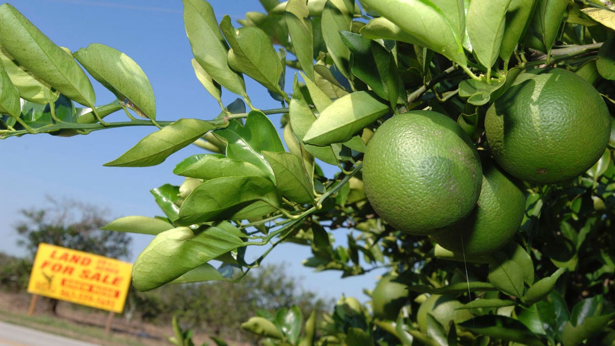 Florida citrus capital